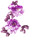 flowers milla1959 - Nemokamas animacinis gif animuotas GIF