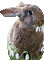 Hase pâques rabbit lapin - Kostenlose animierte GIFs Animiertes GIF