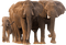 Kaz_Creations Elephants Elephant - ingyenes png animált GIF