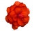 flor-l - Free PNG Animated GIF