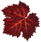 Blatt, rot, Herbst - darmowe png animowany gif