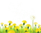 pissenlit dandelion border