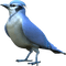 Kaz_Creations  Birds Bird - gratis png geanimeerde GIF