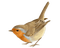 Vogel, Rotkelchen - Free PNG Animated GIF