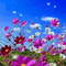fleurs fond gif flowers bg gif - Free animated GIF Animated GIF