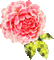 pink flower - 免费动画 GIF 动画 GIF