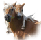 cheval.Cheyenne63 - бесплатно png анимированный гифка
