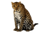 Kaz_Creations Animals Animal - безплатен png анимиран GIF