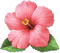 soave deco flowers summer tropical  pink green - png gratuito GIF animata