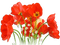 soave deco poppy border field spring flowers - png grátis Gif Animado