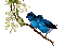 Bird.Oiseau.Pájaro.Branche.branch.Victoriabea - GIF animé gratuit GIF animé