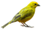pájaro plumaje amarillo