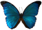 Papillon - darmowe png animowany gif