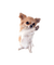 Chihuahua - бесплатно png анимированный гифка
