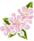 flowers - 免费动画 GIF 动画 GIF