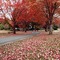 autumn deco kikkapink background path - png grátis Gif Animado