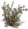 minou-floral bush-arbuste floral-cespuglio floreale-blombuske-deco - PNG gratuit GIF animé