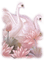 pink swans cygne rose