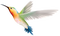 hummingbird - безплатен png анимиран GIF