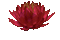Lotus - 無料のアニメーション GIF アニメーションGIF
