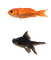Kaz_Creations Fish - ingyenes png animált GIF