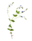 Plants.Spring.plante.Fleur.Victoriabea - png gratuito GIF animata
