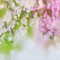 SPRING FLOWERS BG gif printemps fleur fond - GIF animé gratuit GIF animé