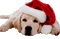 Kaz_Creations Dogs Dog Pup 🐶 Christmas - GIF animé gratuit GIF animé