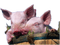 porcelet cochon pig - PNG gratuit GIF animé