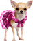 dogs dm19 - Free PNG Animated GIF