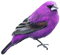 Kaz_Creations Birds Bird Purple
