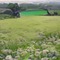 Green Field with Flowers - PNG gratuit GIF animé
