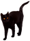 Cat.Black - nemokama png animuotas GIF