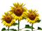Sunflowers - gratis png geanimeerde GIF