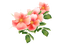 FLORES - 無料png アニメーションGIF