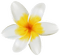 Kaz_Creations Flowers Flower - png gratis GIF animasi