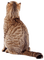 Tiere - Free PNG Animated GIF