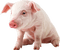 Kaz_Creations Pig - бесплатно png анимированный гифка
