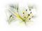fleur blanche.Cheyenne63 - gratis png animerad GIF