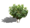 Nature - Free PNG Animated GIF