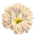 flowers katrin - gratis png animeret GIF