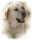 tube chien - png gratis GIF animado