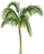 Palm Tree.Green.Brown - png grátis Gif Animado