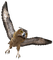 Kaz_Creations Owls Owl Birds Bird - ilmainen png animoitu GIF