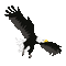 Go Ahead Eagles - Darmowy animowany GIF animowany gif