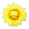 smiley fun face yellow flower fleur blossom blumen spring printemps fleurs gif anime animated animation tube deco - GIF animé gratuit GIF animé