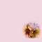 bg-pink-with yellow flowers - gratis png animerad GIF