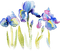 soave deco flowers iris purple blue green - PNG gratuit GIF animé