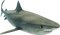 Kaz_Creations Shark - ingyenes png animált GIF