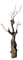 tree anastasia - Free PNG Animated GIF
